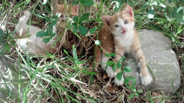 爱德华兹关键先生崛起，勇士淘汰赛力克雄鹿，新星与王朝的完美交汇