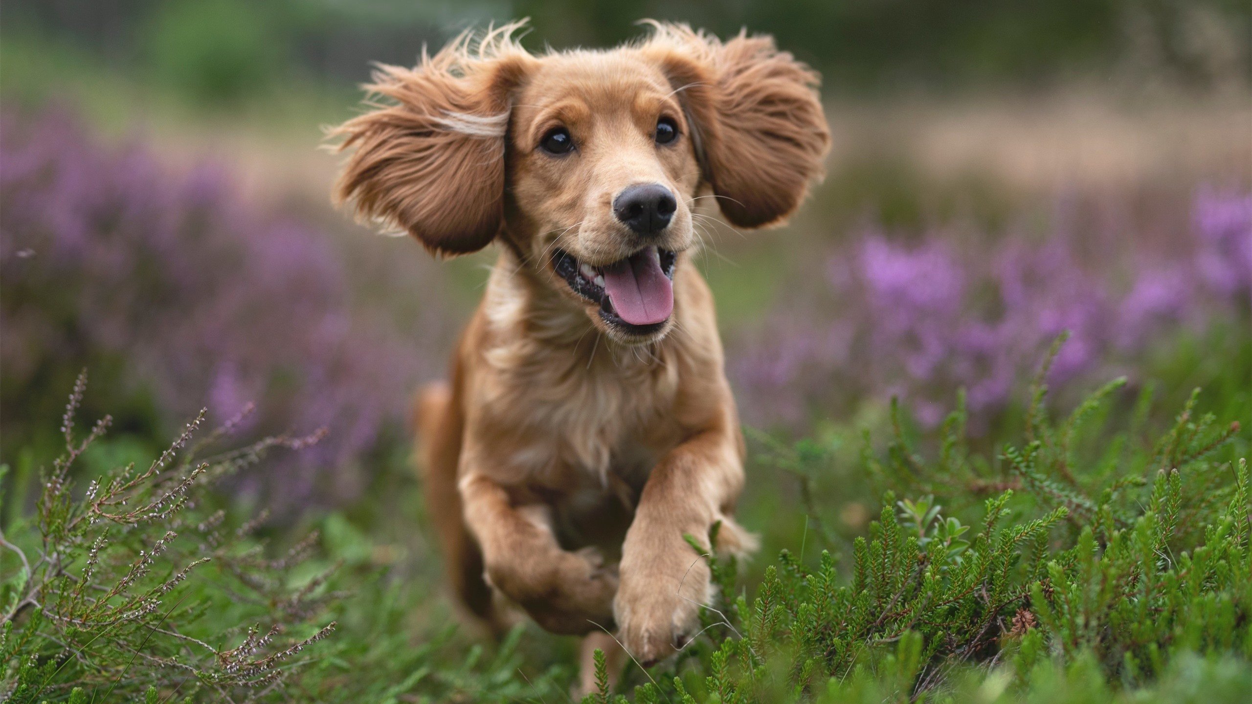 从圣塞巴斯蒂安到桑巴王国，卡瓦哈尔的2026世界杯接管计划